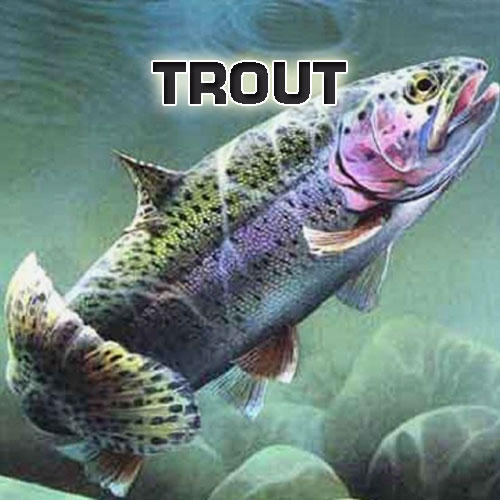 Trout_square